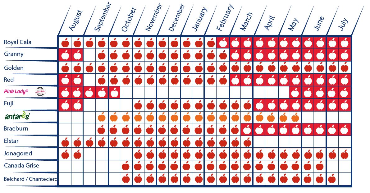 calendrier pommes